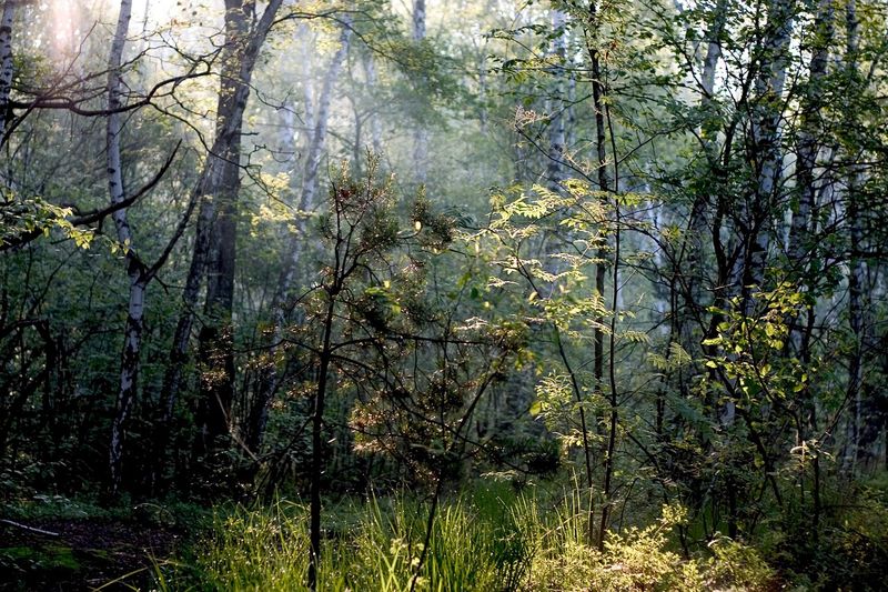 Gorczanski Nationalpark