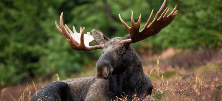 Der Kampinoski Nationalpark