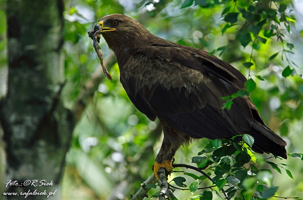 Seltene Vögel im Nationalpark Polesie