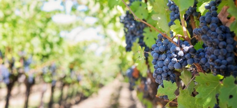 Mit Wein den Spätsommer in Polen genießen